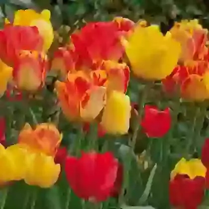 Darwin Mixed Hybrids